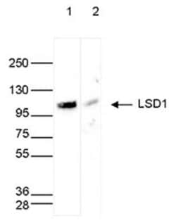 LSD1 Antibody, Novus Biologicals 50 &mu;g | Buy Online | Bio-Techne | Fisher Scientific
